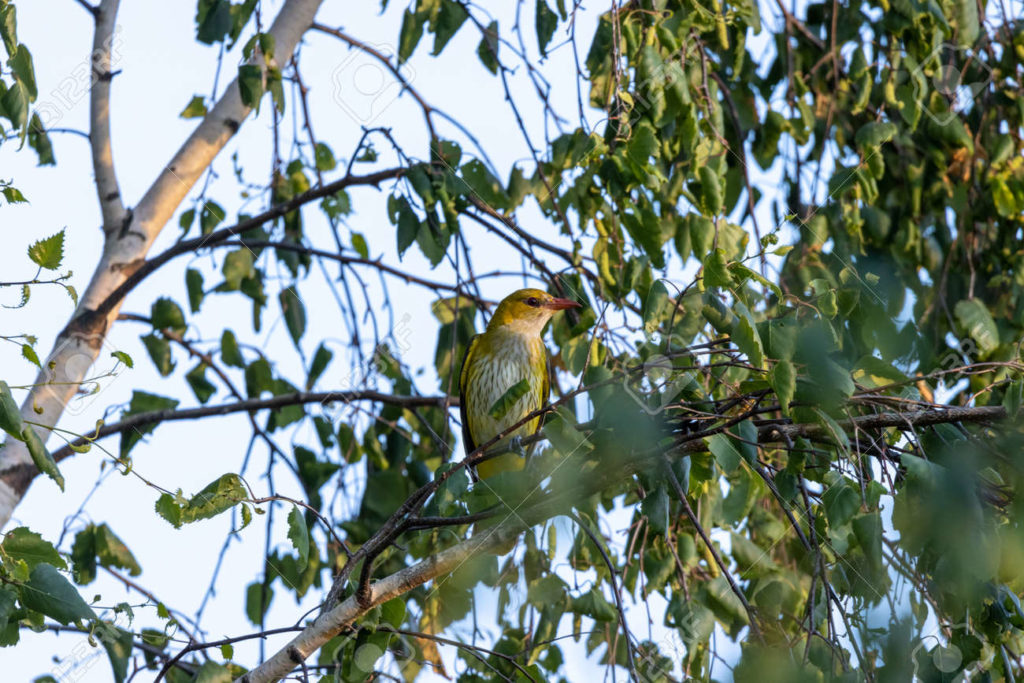 Берёза 181849312 oropendola oriolus oriolus rusia la region de ryazan 1024x683 - Берёза