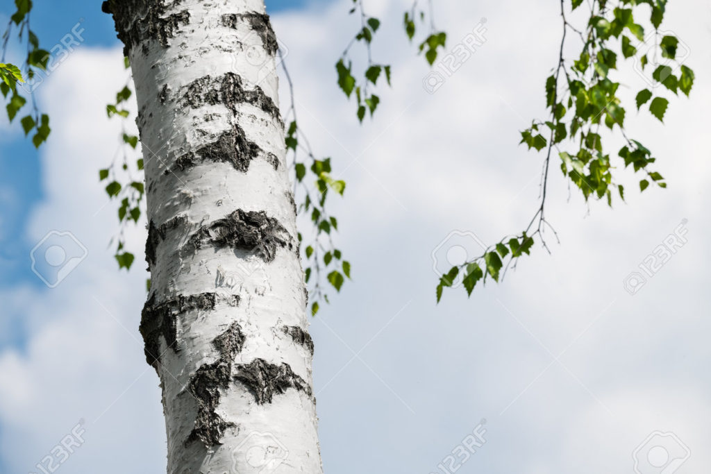 Берёза 186652699 detalle del tronco del arbol de abedul plateado contra el fondo de la nube blanca en el cielo azul 1024x683 - Берёза