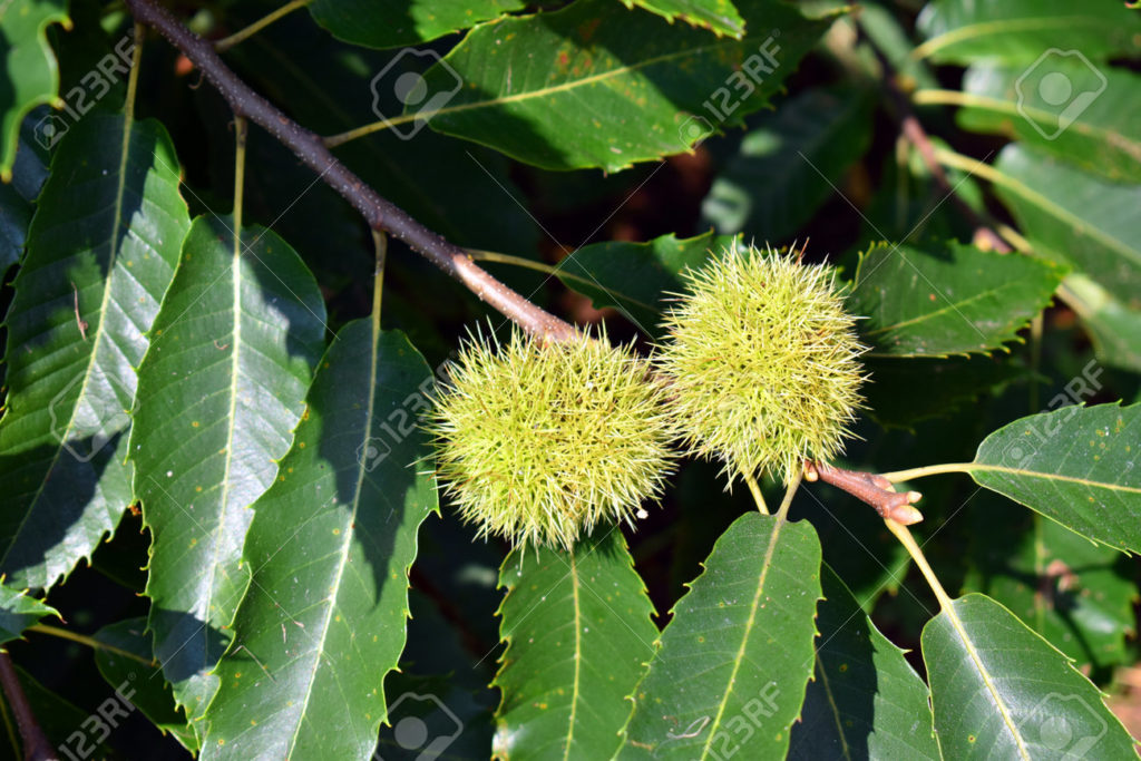 195271403 castanas en las ramas de un castano castanea sativa 1024x683 - Каштан