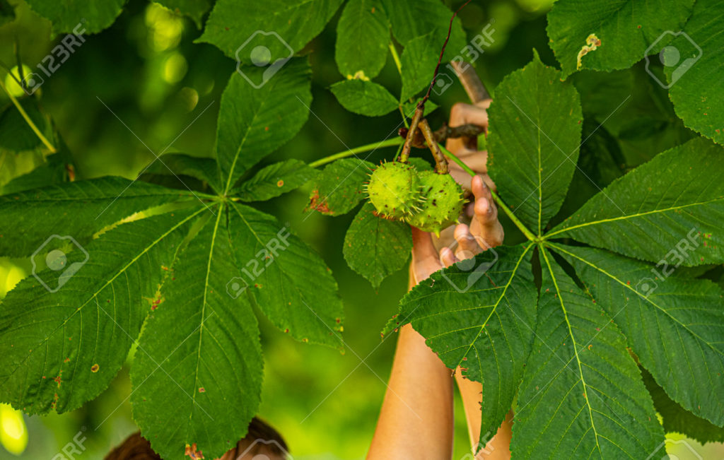 199363442 castanas castanea sativa en un arbol que se esta recogiendo 1024x651 - Каштан