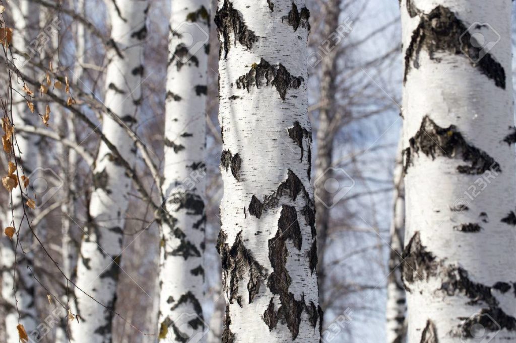 Берёза 40695246 tronco de abedul en la naturaleza 1 1024x682 - Берёза