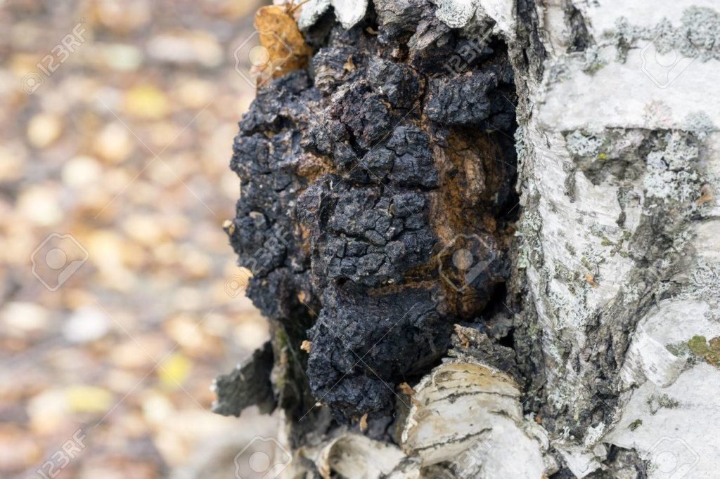 Берёза 46074690 un crecimiento en el abedul chaga hongo medicinal 2 1024x682 - Берёза