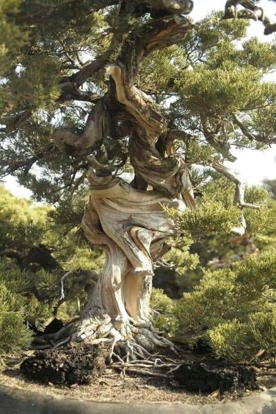 Сосна остистая межгорная или щетинистая  / &copy;pinterest