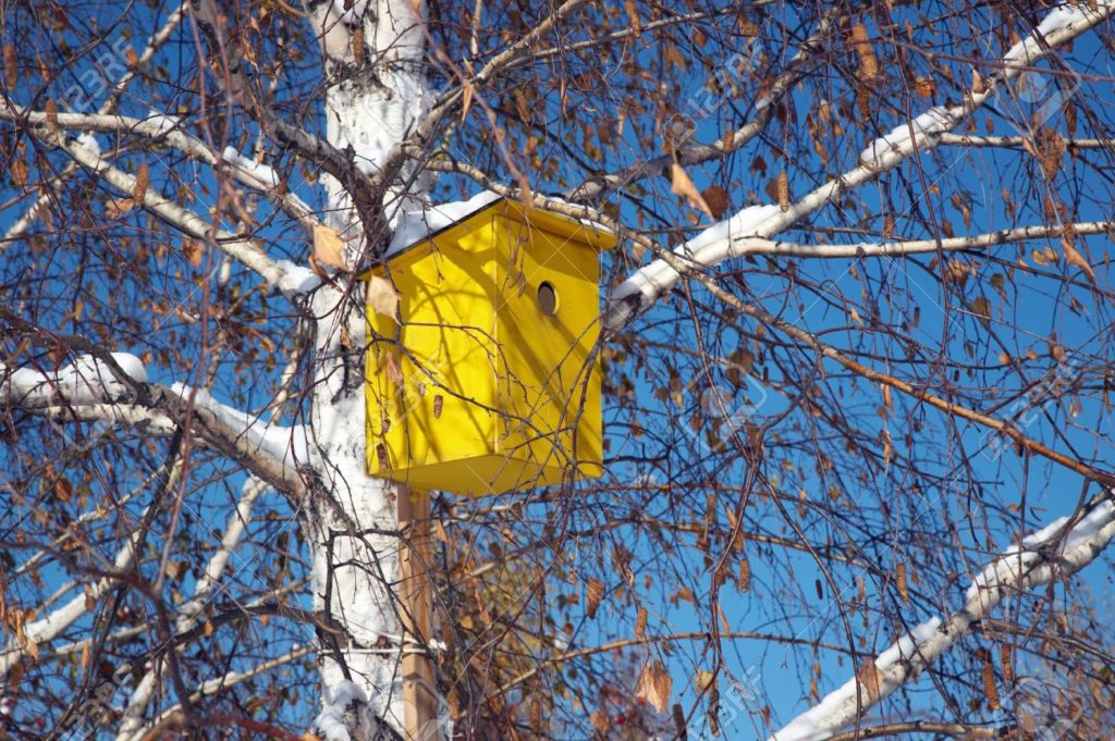 Берёза 606238 birdhouse por el abedul parque en el centro de novosibirsk 22 de octubre 2006 1024x681 - Берёза
