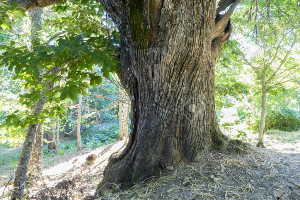 61481301 bosque de castanos verde vieja y antigua en la provincia de zamora espana arboles de mas de 500 1024x682 - Каштан