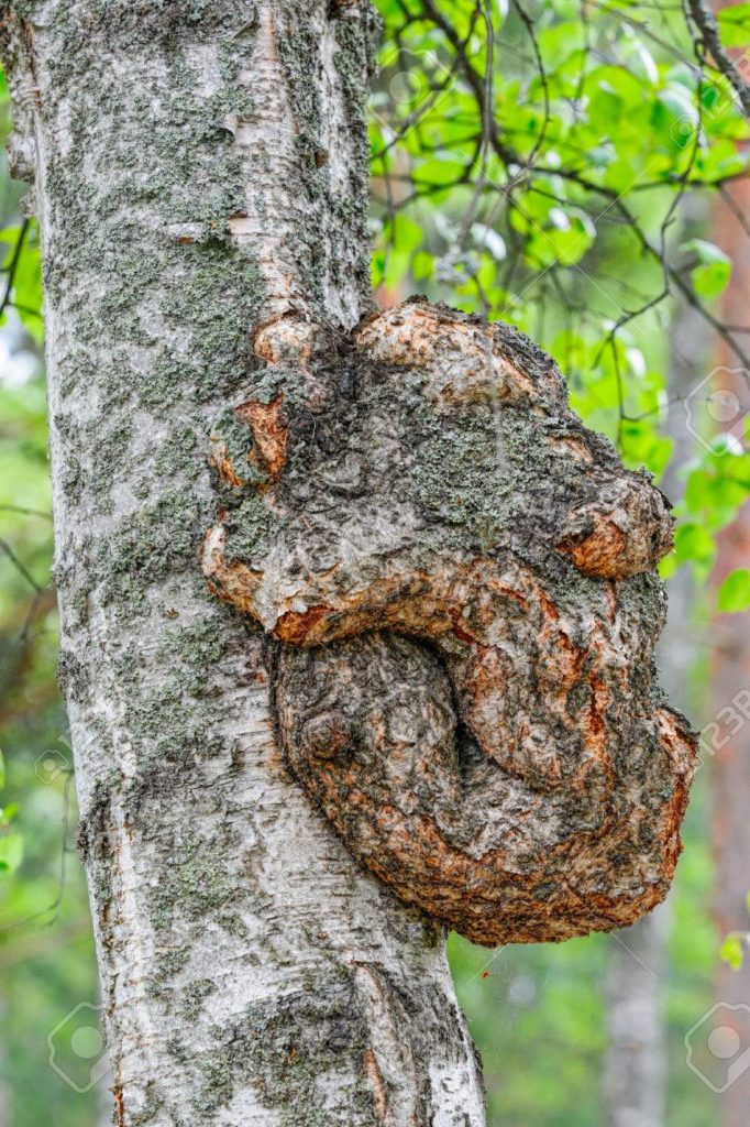 Берёза 61636200 el crecimiento en un tronco de arbol de abedul como un oso 1 682x1024 - Берёза