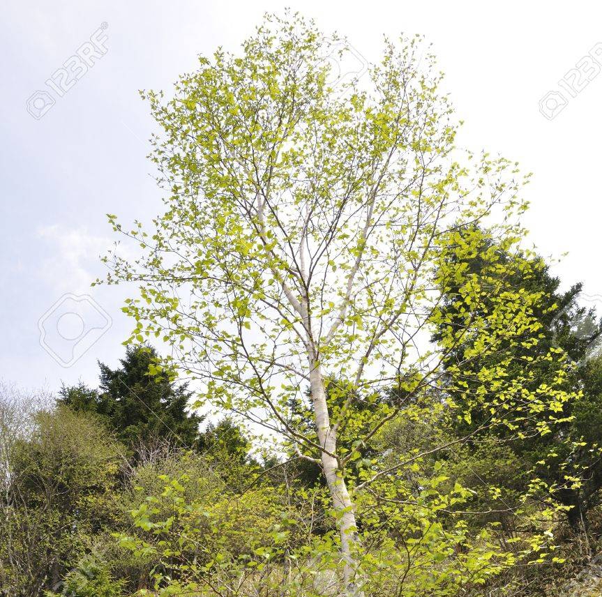 Берёза 66025232 betula ermanii 2.jpg 1 2 - Берёза