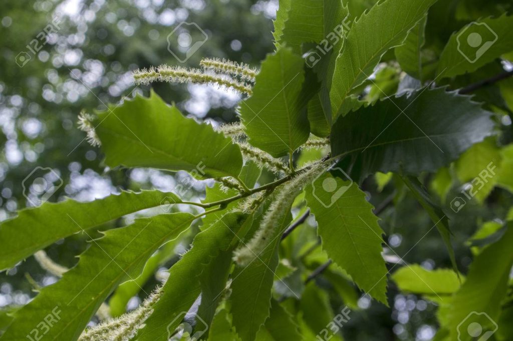 84490256 castanea sativa en flor 1024x681 - Каштан