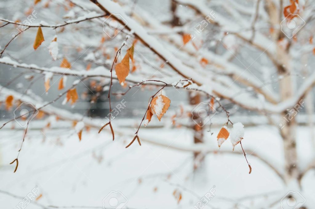 Берёза 85748818 escarcha en una hoja de abedul en la manana de regalo de escarcha en un abedul 1 1024x681 - Берёза