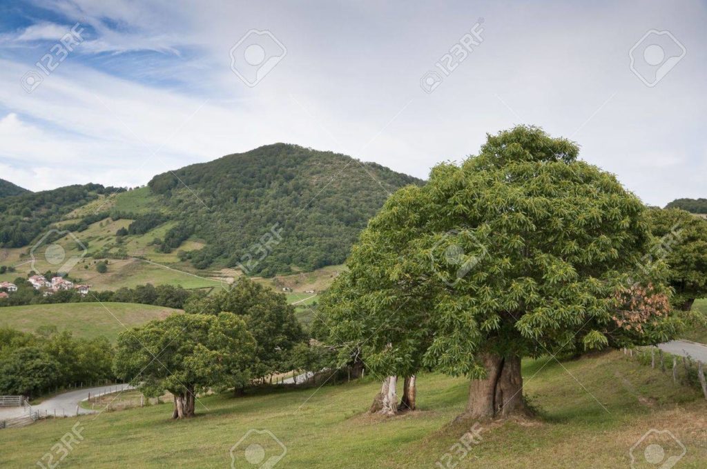 8575771 castanos en zonas rurales de navarra espana con el pueblo de berute en segundo plano 1024x680 - Каштан