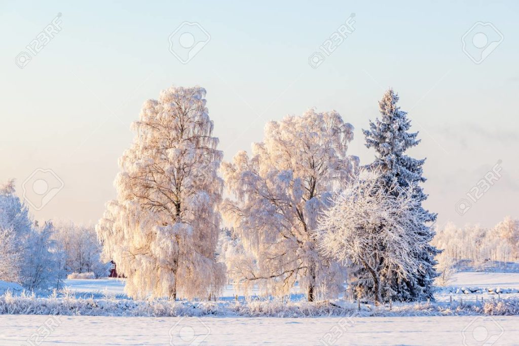 Берёза 88564450 abedul y un arbol de abeto con escarcha en un campo 1 1024x682 - Берёза