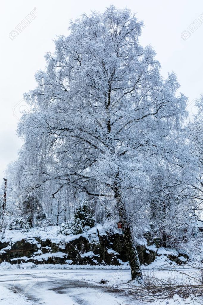 Берёза 96080821 gran abedul cubierto de nieve hermoso dia de invierno en odderoya en kristiansand noruega 1 682x1024 - Берёза