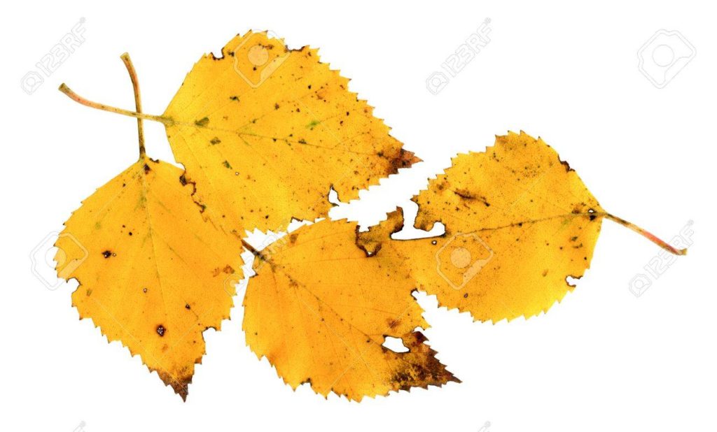 Берёза 9886449 hojas de una plata de abedul betula pendula en otono 1024x618 - Берёза