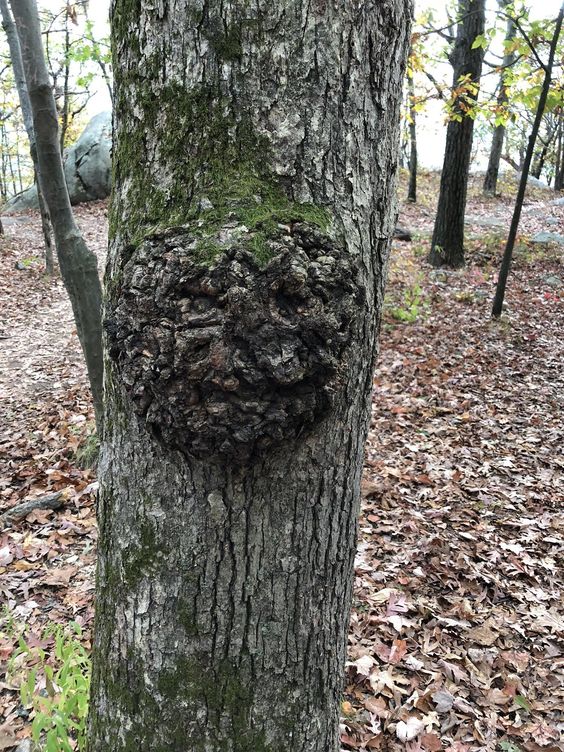 Иная чага / ©pinterest Иная чага
