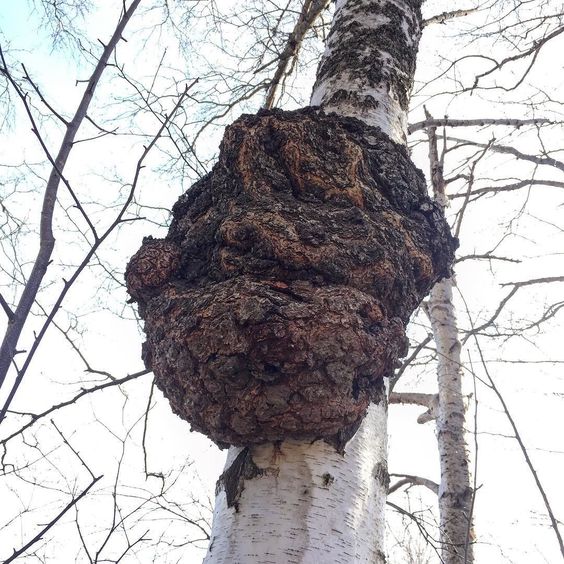 Сувель (свиль) на берёзе / ©pinterest Сувель (свиль) на берёзе