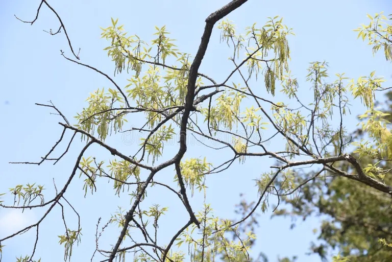 Дуб acutissima oakquercus piloobraznoj vysokoe derevo bukovye quercus duba listvennoe 178395629 - Дуб