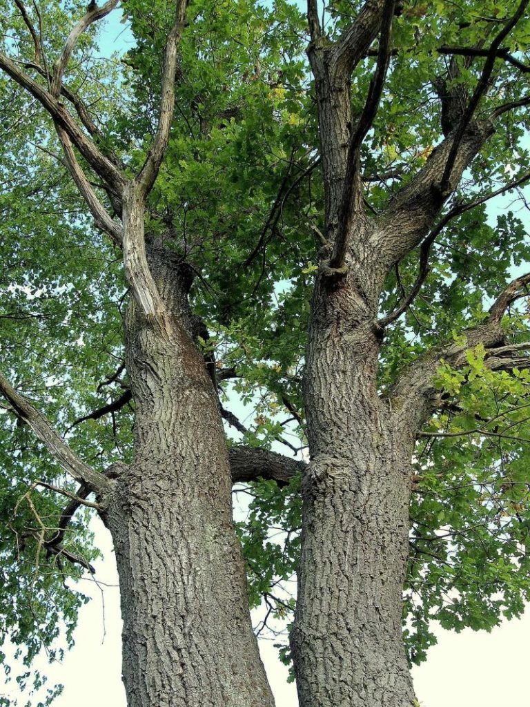 Дуб altenbrak double oak quercus tree trunk plant botany bark 866855 768x1024 - Дуб