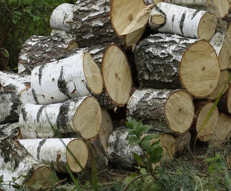 Берёза alternativa gazu betula pendula semya bulachi berez pilot otlichnoe 233598381 - Берёза