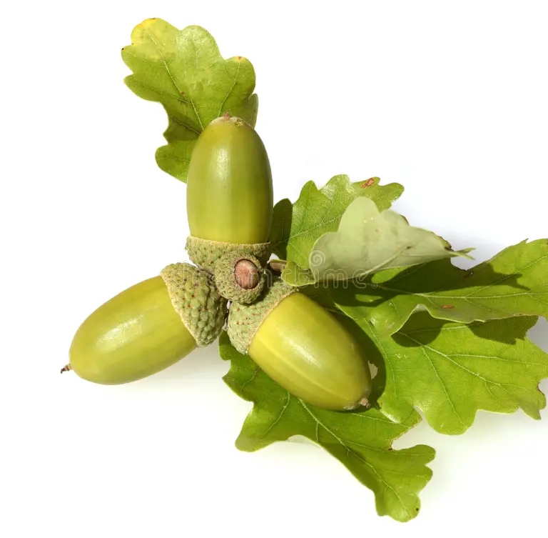 Дуб alyj petraea quercus duba listvennoe derevo ot pola 209290820 - Дуб