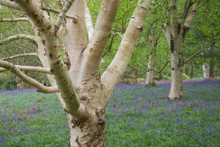 Берёза anglijskij polese serebryanaya bereza povislaya i kover non scripta hyacinthoides 169628415 - Берёза