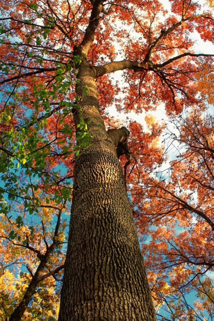 Дуб autumn trees nature forest oak pennsylvania foliage creativecommons 501281 683x1024 - Дуб