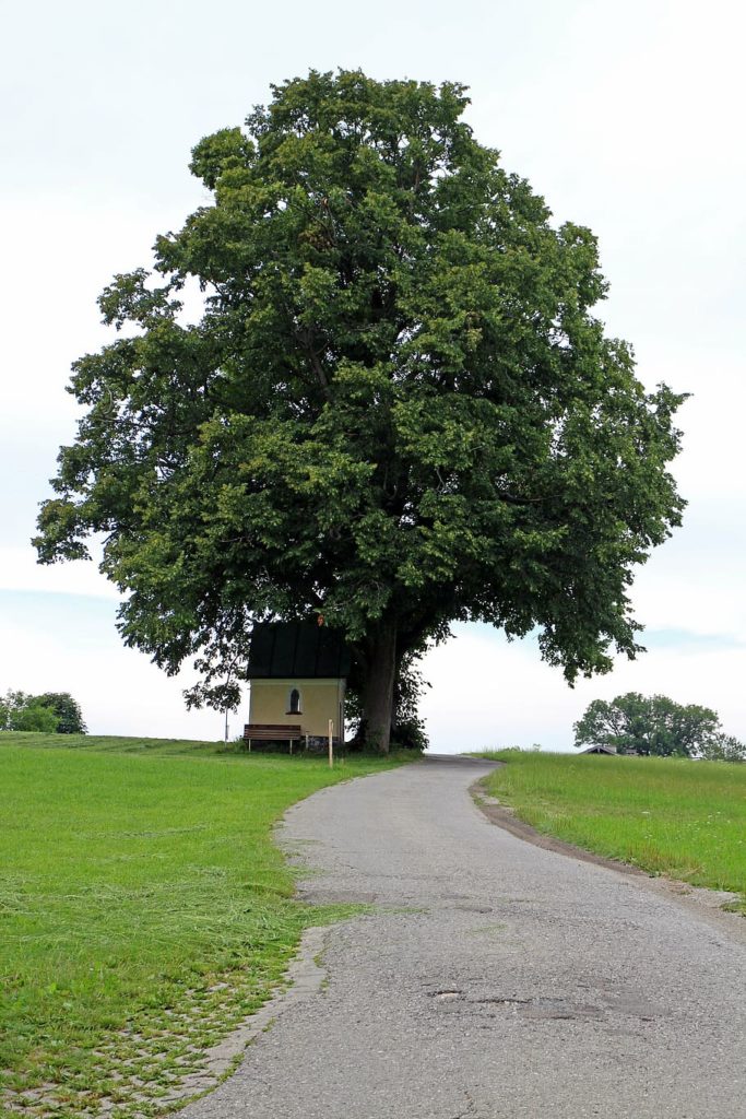 Дуб away wayside chapel tree nature 683x1024 - Дуб