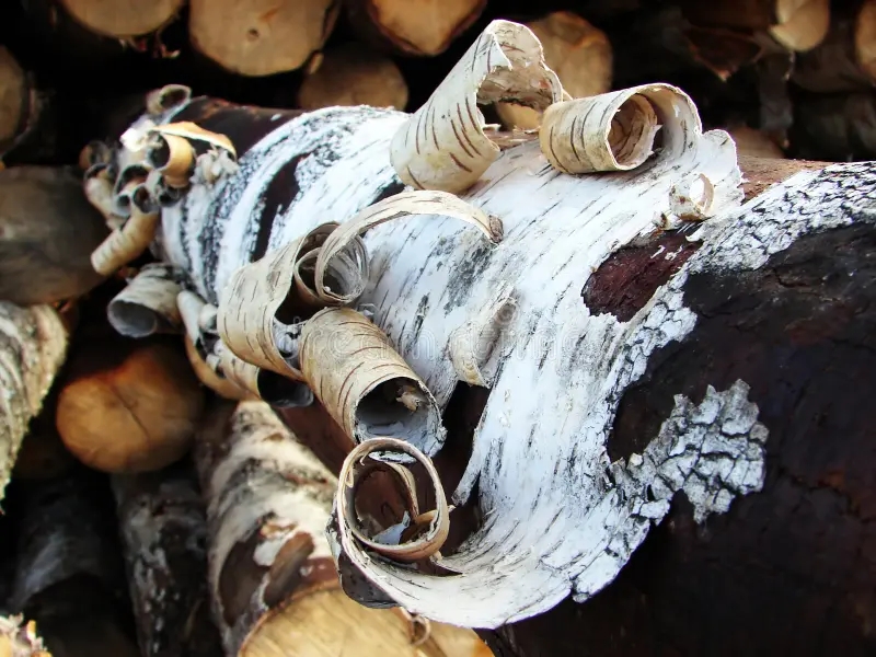Берёза bark 01 6976970 - Берёза