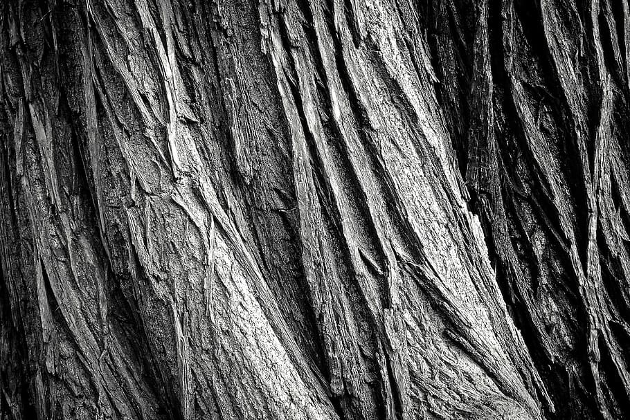 Дуб bark texture oak old - Дуб