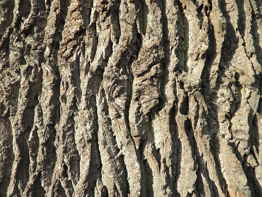 Дуб bark tree bark oak old - Дуб