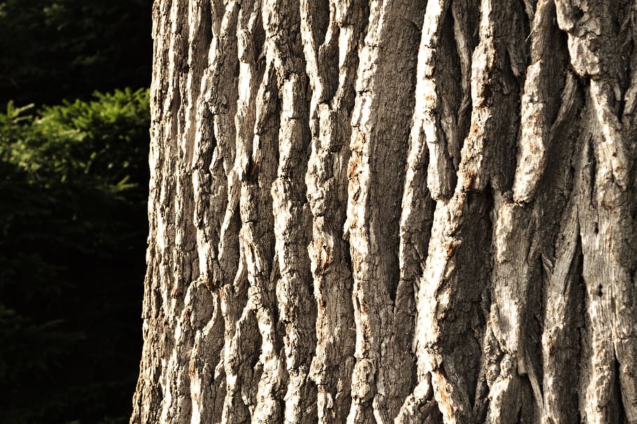 Дуб bark tree nature log - Дуб