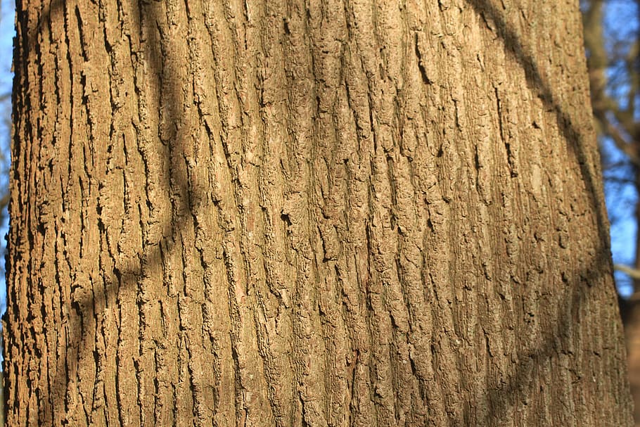 Дуб bark tree oak old oak - Дуб