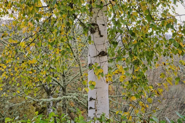 Берёза belaya bereza listva betula lobbistaya ili alba evropejskaya s listvoj 235568177 - Берёза