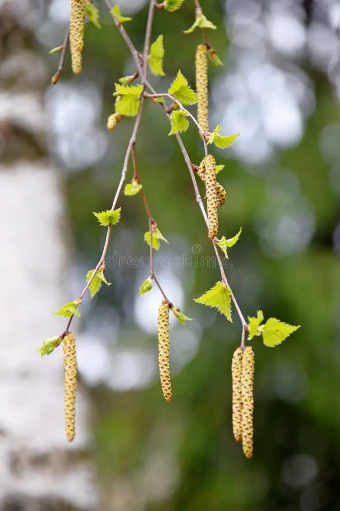 Берёза bereza otpochkovyvaetsya va vesny catkins 92136379 683x1024 - Берёза