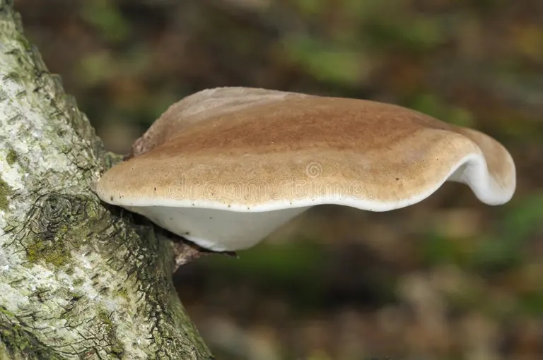 Берёза bereza polypore 34404115 1 - Берёза