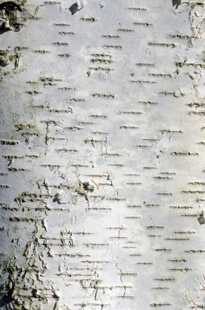 Берёза berezovaya kora betuly sp sp 216407672 679x1024 - Берёза