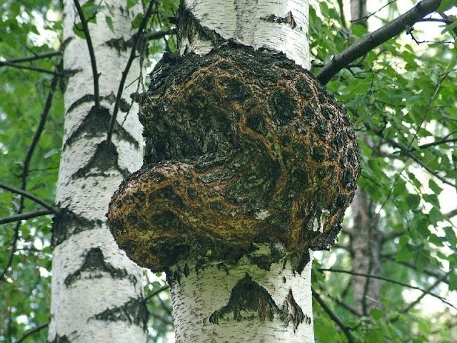 Берёза berezovyj kap - Берёза