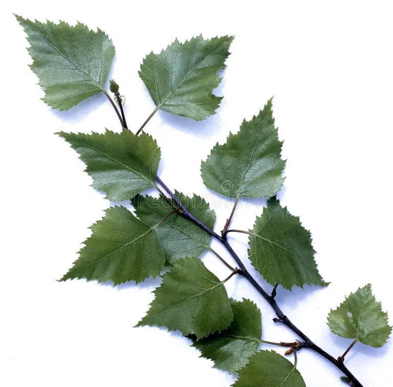 Берёза betula berezy list rodnoe derevo kotoroe takzhe ispolzuetsya kak 208324856 - Берёза