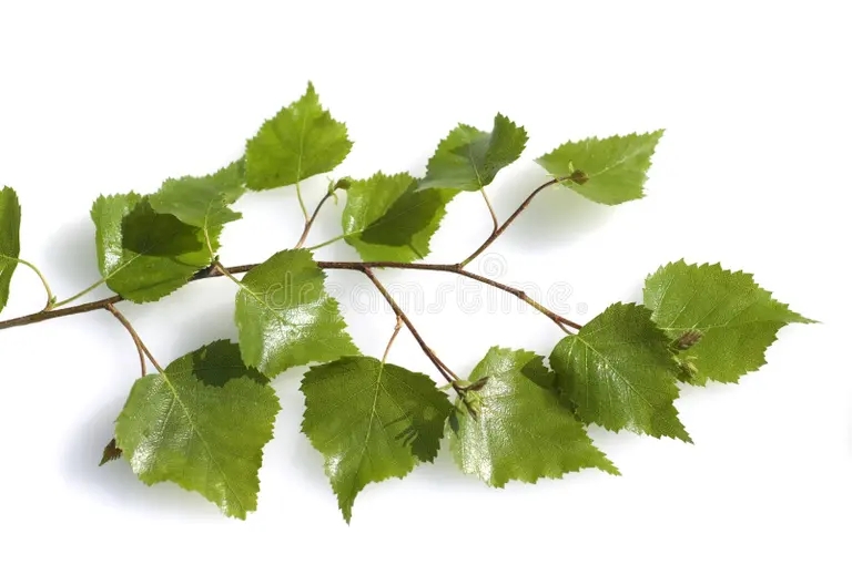 Берёза betula berezy list rodnoe derevo kotoroe takzhe ispolzuetsya kak 208324862 - Берёза