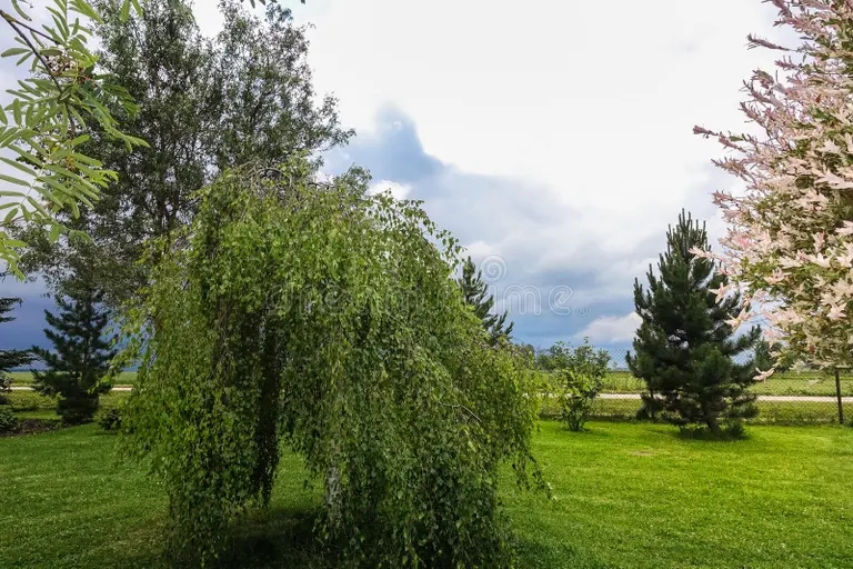 Берёза betula v sadu vesennij dekorativnyj sad s listyami malenkaya bereza 160641017 - Берёза