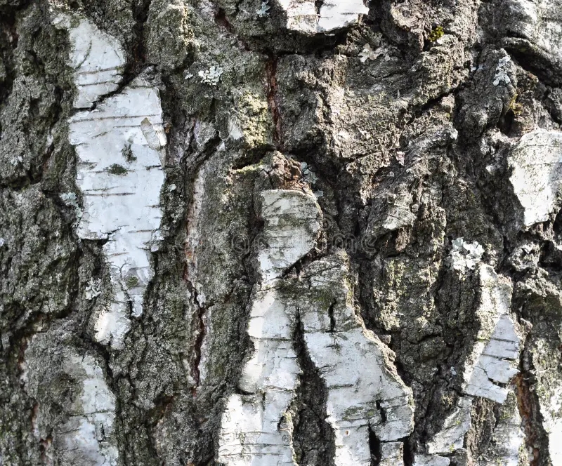Берёза birch bark 14571308 - Берёза
