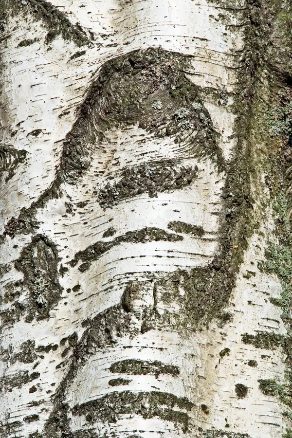Берёза birch bark 3354450 - Берёза