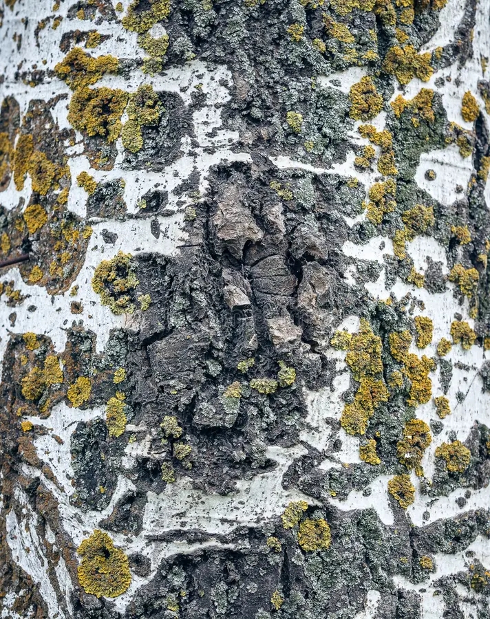 Берёза birch bark background moss close up 43342224 - Берёза