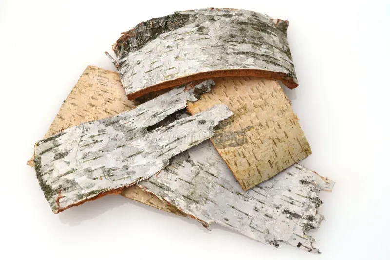 Берёза birch bark betula tree native also used medicinally as medicinal plant 247263726 1 - Берёза