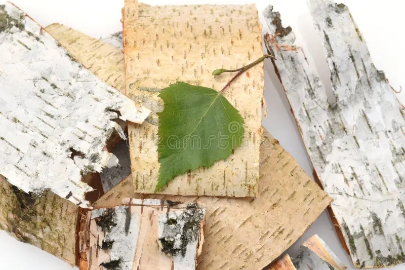 Берёза birch bark betula tree native also used medicinally as medicinal plant 247263848 - Берёза