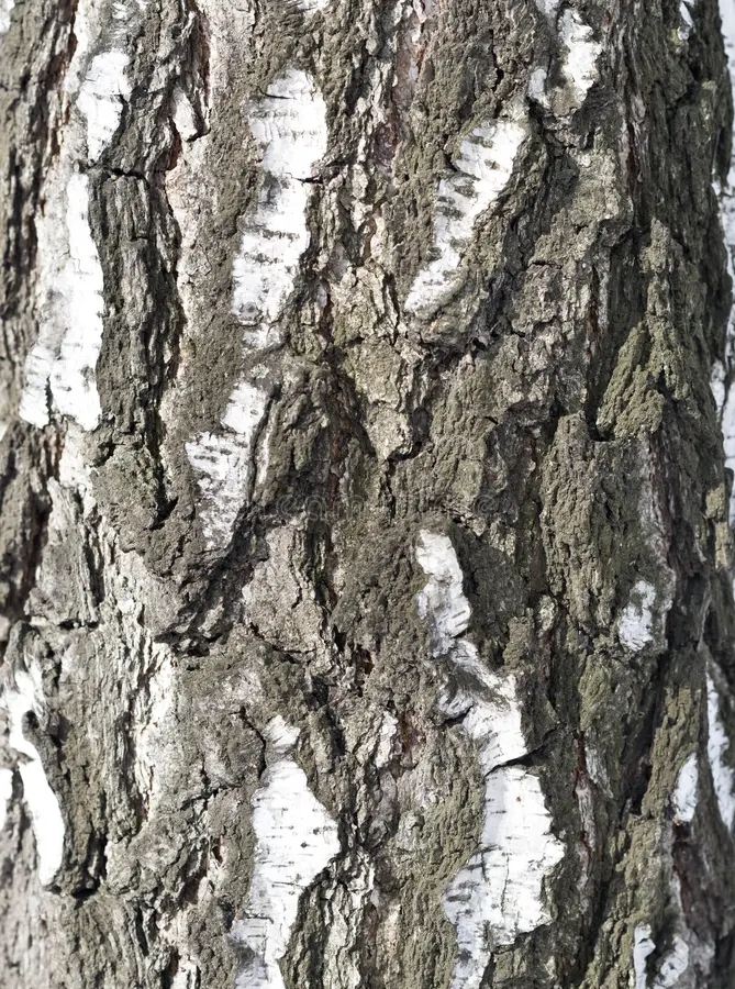 Берёза birch bark image background 52614512 1 - Берёза