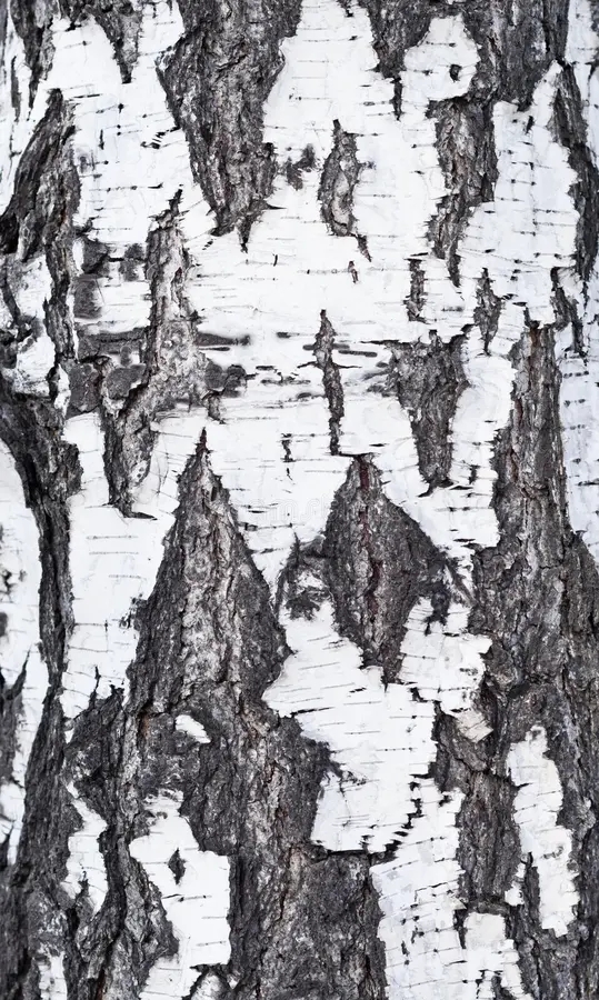 Берёза birch bark image background 52614531 1 - Берёза