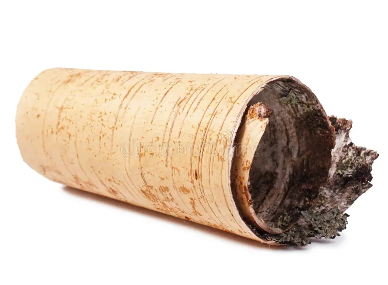 Берёза birch bark isolated white background 54737211 - Берёза
