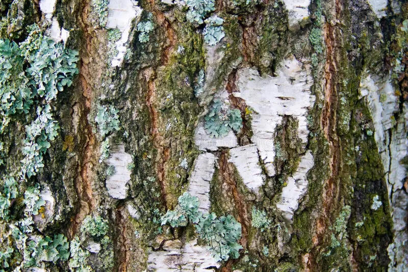 Берёза birch bark texture 94575193 - Берёза
