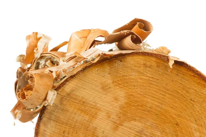 Берёза birch log bark peels white background sawn end 59165287 1 - Берёза