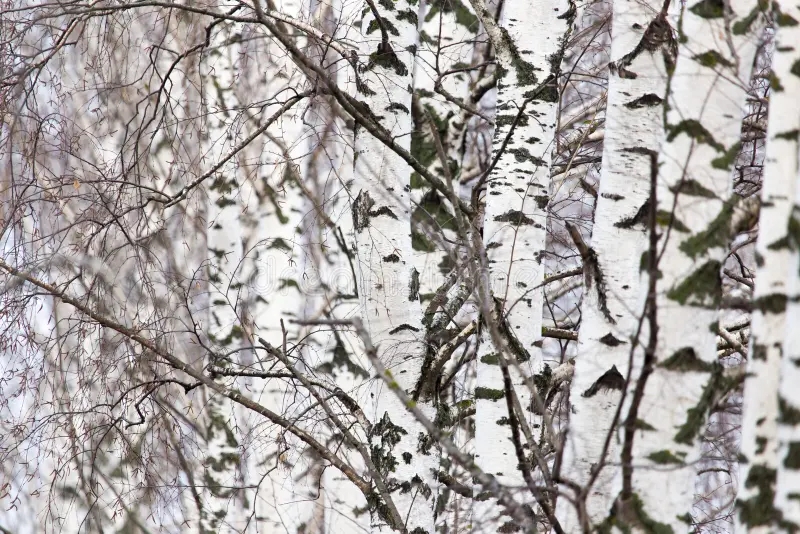 Берёза birch tree trunk forest nature birch tree trunk forest nature 109803463 - Берёза